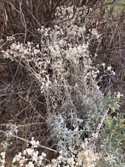 Pseudognaphalium microcephalum