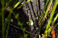 Corybas rotundifolius