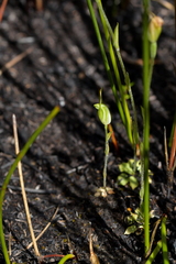 Pterostylis puberula