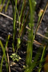 Pterostylis puberula