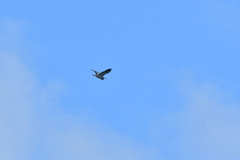 Egretta novaehollandiae novaehollandiae