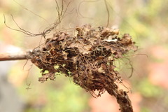 Tuckermanopsis americana