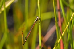 Xanthocnemis zealandica