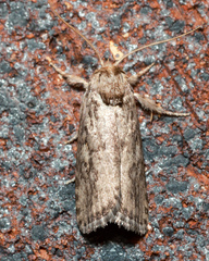 Cryptophasa irrorata