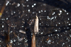 Bactra