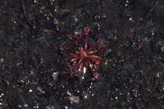 Drosera pygmaea