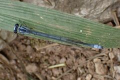 Pseudagrion kersteni