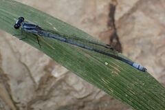 Pseudagrion kersteni
