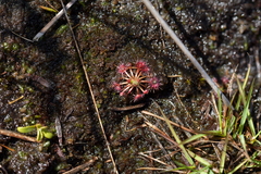 Drosera pygmaea