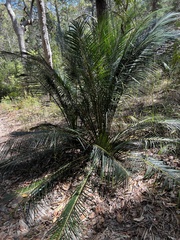 Macrozamia douglasii