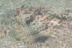 Dactyloptena orientalis