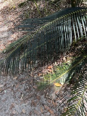 Macrozamia douglasii