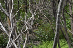 Rhipidura fuliginosa placabilis