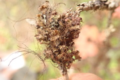 Tuckermanopsis americana