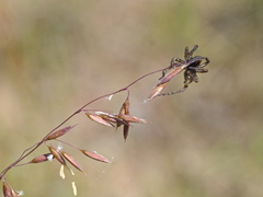 Artoriopsis
