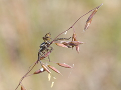 Artoriopsis
