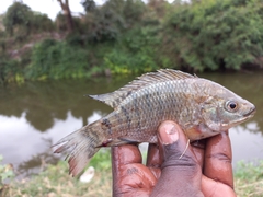 Oreochromis