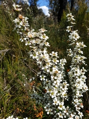 Leptospermum continentale