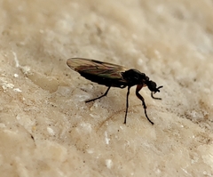 Bibioninae