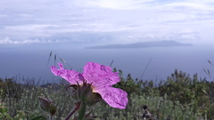 Cistus creticus eriocephalus
