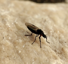 Bibioninae