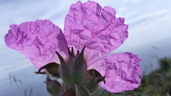 Cistus creticus eriocephalus