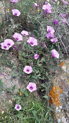 Convolvulus althaeoides