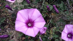 Convolvulus althaeoides