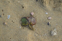 Avicennia marina