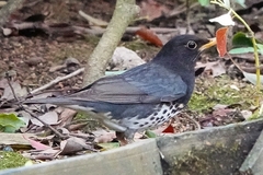 Turdus cardis