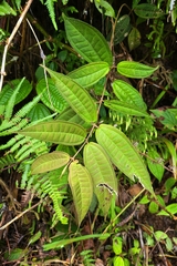 Dissochaeta divaricata