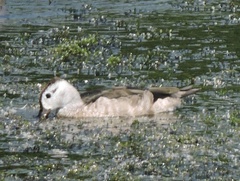 Nettapus coromandelianus
