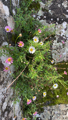 Erigeron karvinskianus