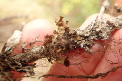 Tuckermanopsis americana