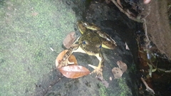 Conraua goliath