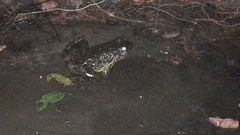 Conraua goliath