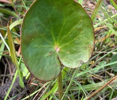 Ornduffia reniformis