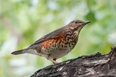 Turdus cardis