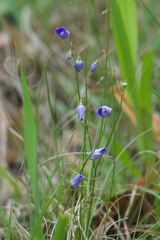 Comesperma volubile