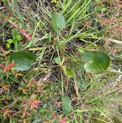 Ornduffia reniformis