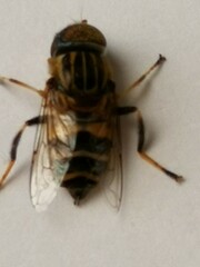 Eristalinus quinquestriatus