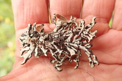 Hypogymnia occidentalis