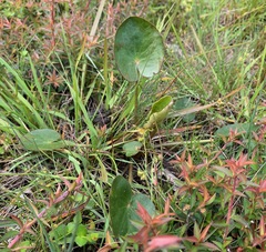 Ornduffia reniformis