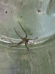 Leucauge dromedaria