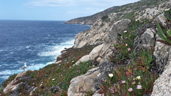 Carpobrotus edulis edulis