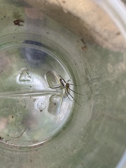 Leucauge dromedaria