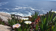 Carpobrotus edulis edulis