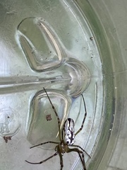 Leucauge dromedaria