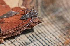 Acanthocinus griseus