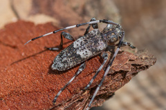 Acanthocinus griseus